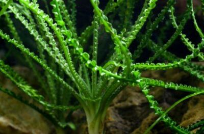 #ad Crinum Calamistratum Live Aquarium Plants Easy Aquatic Plants ✅ $15.99