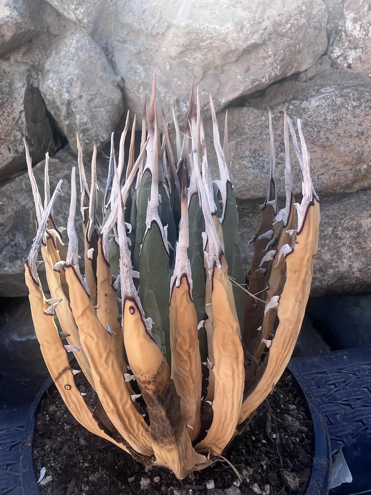 Agave Utahensis Eborispina Amazing short spine’s