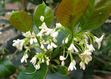 1 PIANTA DI OSMANTHUS FRAGRANS OLEA FRAGRANS BIANCO VASO 20CM sempreverde