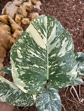 Monstera Cr me Br l e