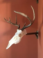 Amazeen Outdoors Corner Mount European Skull Hanger Deer Hook Metal Steel