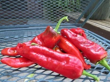 Jemez Chile Seed - native to the high mountain valleys near Jemez Pueblo