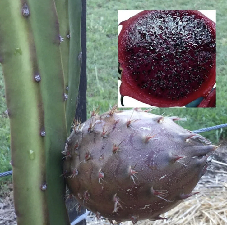 Dragon Fruit Black Dragon Pitaya Rare Live Cutting Type 8inch Cutting