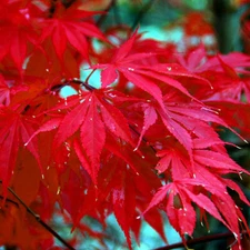 10 Red Japanese Maple Tree Seeds Palmatum atropurpureum Cold Hardy Bonsai Plant