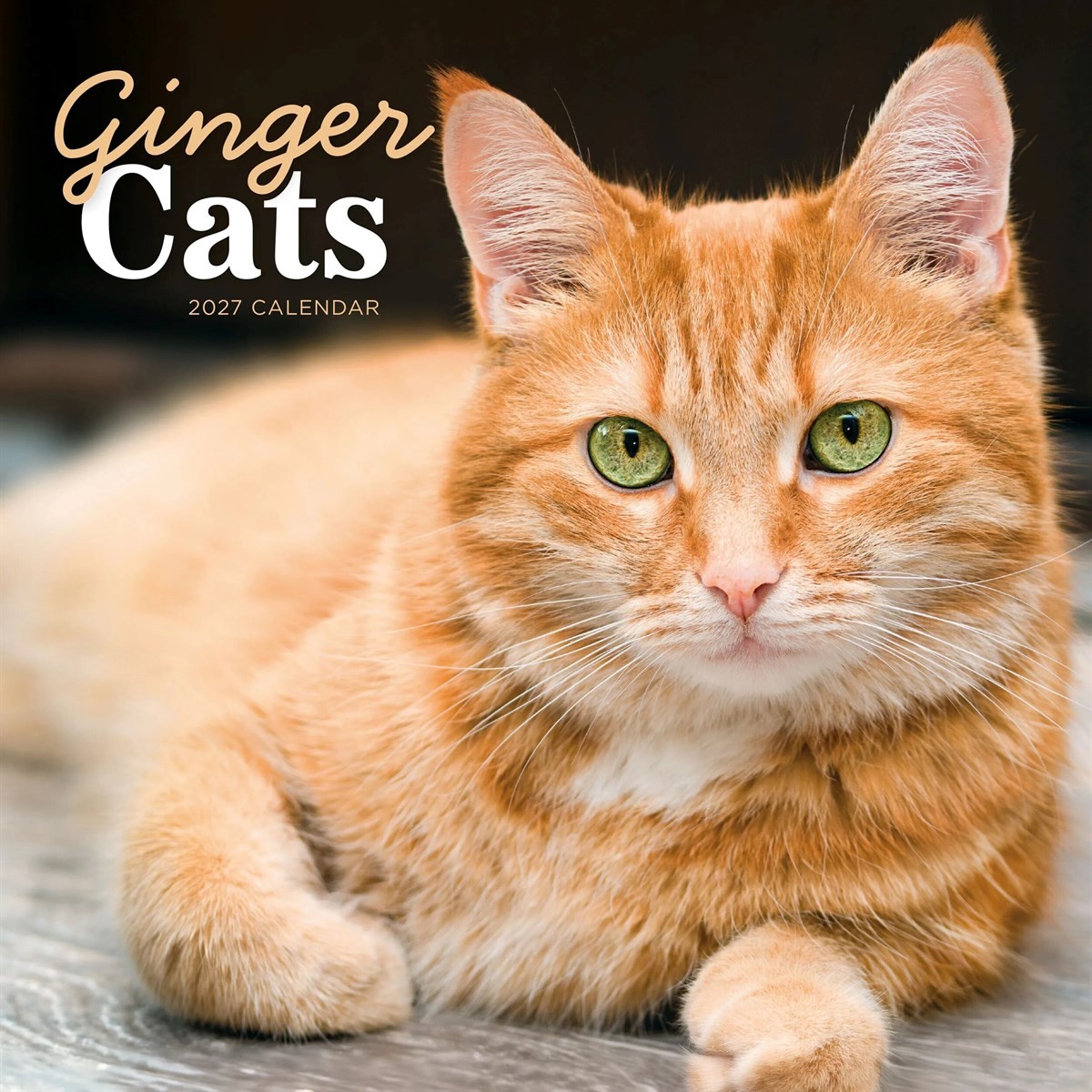 Rackhams Ginger Cats Calendar 2027, Wall Calendars, Month To View, Cats, Gift - Image 4