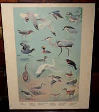 Pósters de aves Ned Smith 1964 enmarcados ~ Marsh & Water Birds ~ 11 x 14 Pa Game Comm
