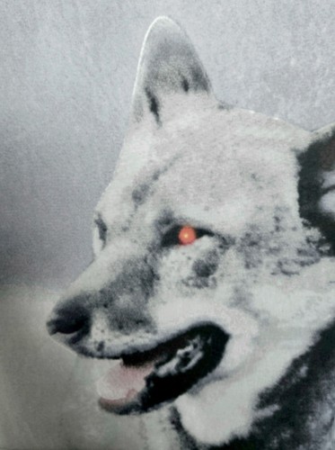 Microfaser Bettwäsche 135x200cm 2tlg Tier Wolf Guard Fantasy Totenkopf Wölfe - Bild 4 von 6