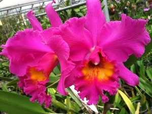 Blc. Shirley Ferguson `Bobbie Joe' Original Select Cattleya Orchid Plant