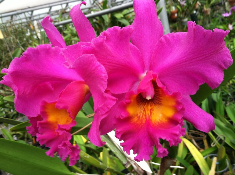 Blc. Shirley Ferguson `Bobbie Joe' Original Select Cattleya Orchid Plant