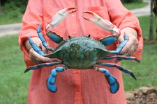 GIANT 16" - 17" BLUE CRAB Wall Decor, Ocean Decor, Craft Supply CR-17