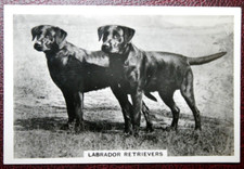 LABRADOR RETRIEVER   Vintage 1939 Photo Card  HF03MS