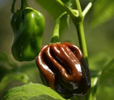 Chocolate Habanero Pepper Seeds, Jamaican Jerk, EXTREMELY HOT PEPPER, FREE SHIP