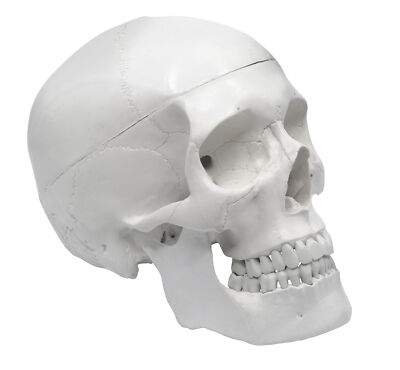 Human Adult Skull Anatomical Model, 3 Part - Eisco Labs