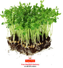 Pea (Salad Shoots) - Sprouting Pea Serge - 160g of Seeds - Cut & Come Again =