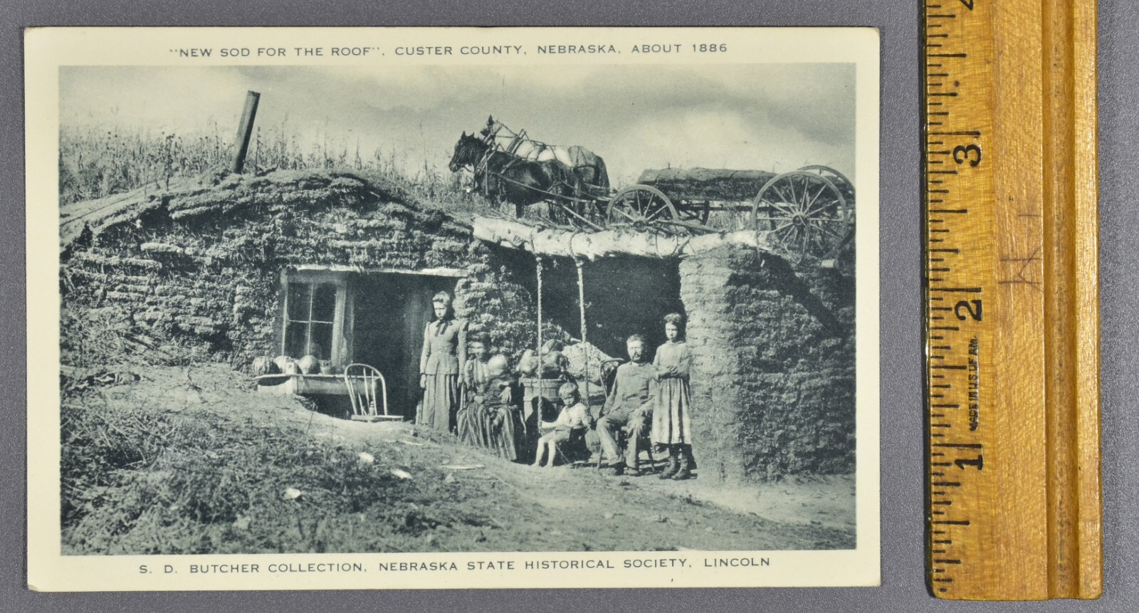 New Sod For Roof Horse Custer County Nebraska Historical Society NE S.D