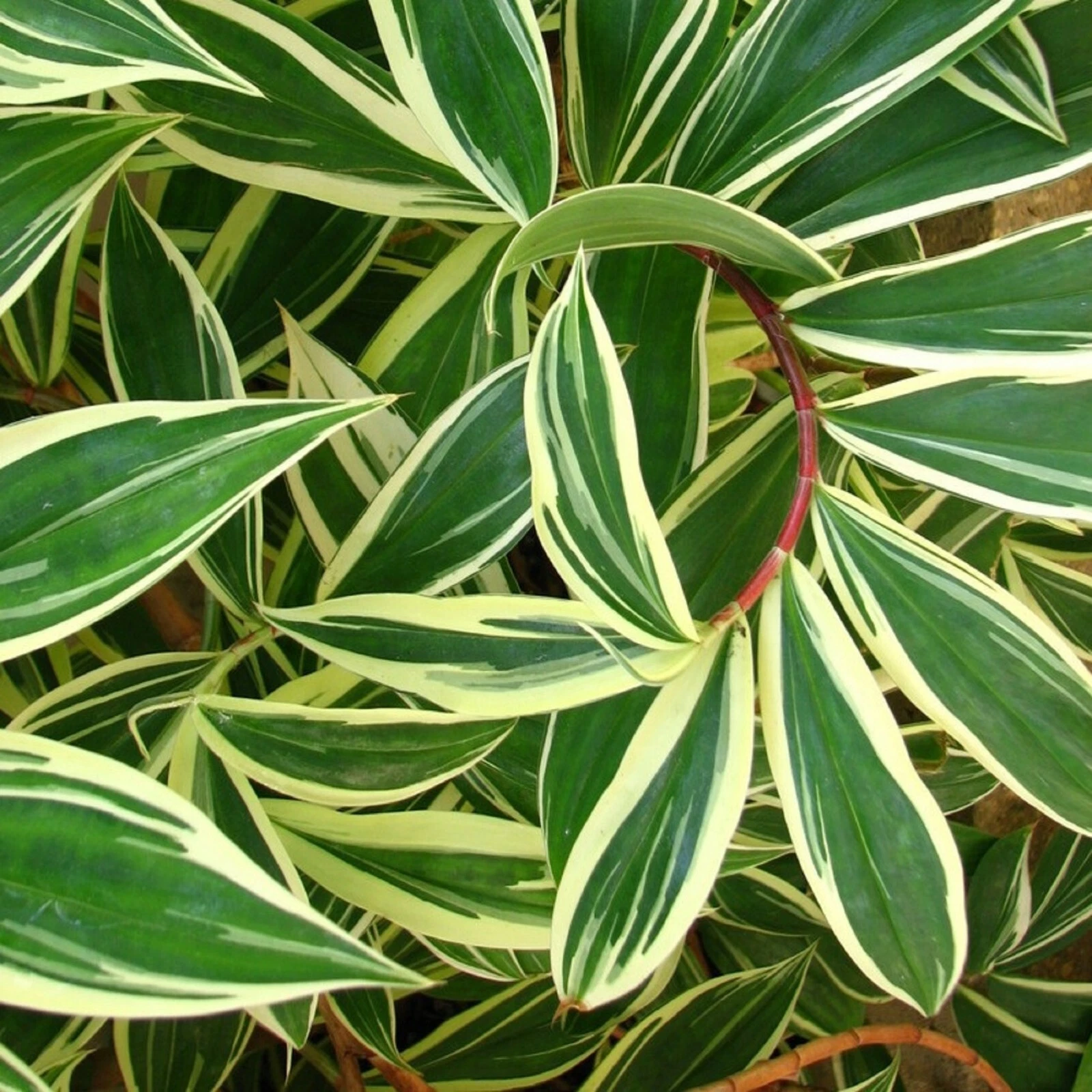 ~DARCY~ Costus speciosus Variegata SPIRAL FLAG GINGER NOT Rhizome sml POTD Plant
Opens in a new wind