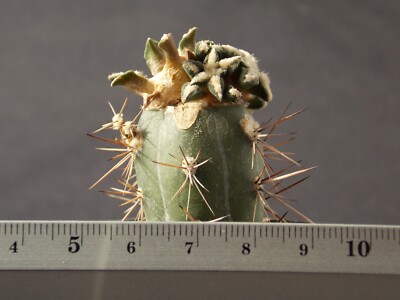 18-1248. Cactus Kotschoubeyanus VM 645, Mina, NL, Mex. (Grafted)
