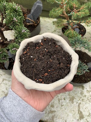 Bonsai Tree Soil Ready Mixed 1 Litre bags For Strong Root development. |  eBay