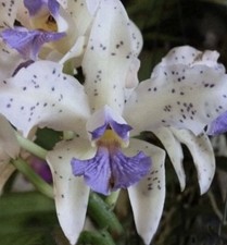 Cattleya amethystoglossa var. coerulea - Orchid Species - RareForm -