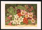 Antique Botanical Print Summer Flowers – London Illustrated Almanac 1867