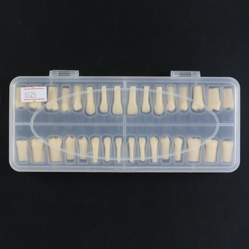 Kilgore NISSIN 200 Dental Typodont Model Mounting Pole 32pc Removable Teeth - Picture 29 of 118