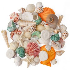 12 Kinds 50 PCS Natural Mixed Seashells Various Sizes, Sea Shells for Crafts,...
