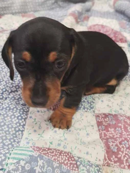 Short Haired Miniature Dachshund Puppies Dogs Puppies