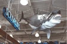 Great White Shark Replica 17 FT Whole Mount Call 352-457-9030