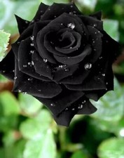 100pcs Black Rose Seeds Flower Bush Perennial Shrub Flowers Seed