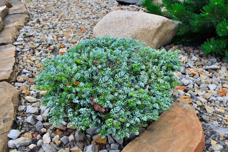 Koreatanne ICEBREAKER 70 cm veredelt auf Stamm - Bild 3 von 4