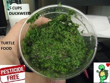 5 cups duckweed live plants Turtle Herp food Organic no chemicals tank raised