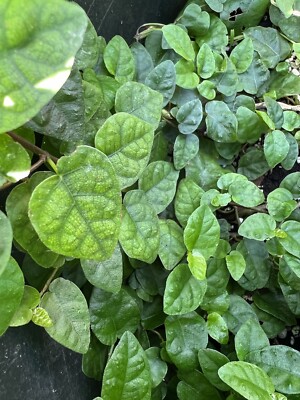 Creeping Fig Ficus Pumila Plant Reptile Amphibian Vivarium Terrarium Paludarium