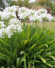 8x Agapanthus africanus White flowers hardy perennial, pack of 8 Plug Plants