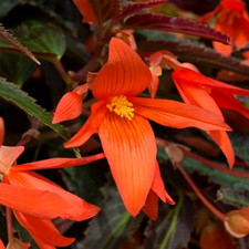 ×6 LRG Begonia Starshine Bronze Papaya Plug Plants- Trailing Tub-Basket Flowers