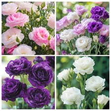 300 Mixed Lisianthus Flower Seeds for Planting Outdoor-Perennial Mixed