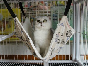 science diet sensitive skin