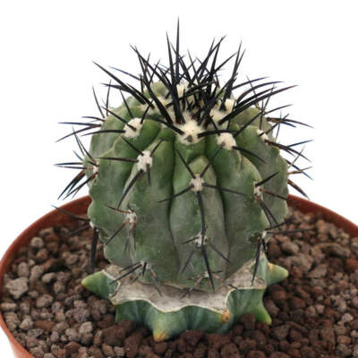 Copiapoa cinerea (big specimen) GRAFTED - Copiapoa | Gray Copiapoa