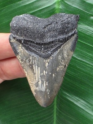6,3 cm scharfer Zahn des Megalodon - Hai Haizahn Fossil shark tooth