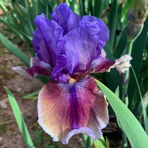 Tall Bearded Iris Rhizome "COMIC OPERA"  George Sutton  2005