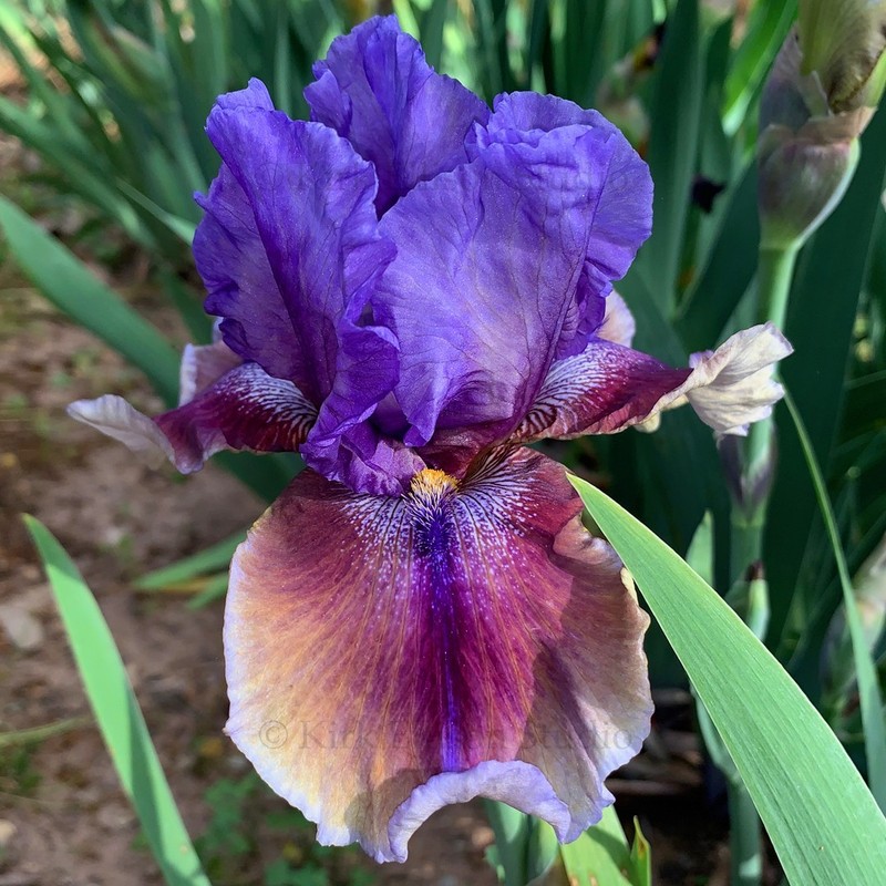 Tall Bearded Iris Rhizome "COMIC OPERA"  George Sutton  2005