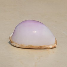 1pc Naturel Mer Snail Violet Blanc Coquillage Spécimen de Collection 6-7.5CM