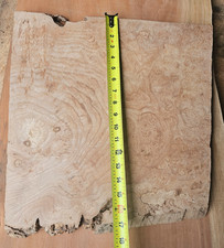 Maple Wood Burl Board Slab