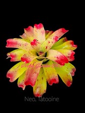 Neoregelia ‘Tatooine’ | Colorful Offset | Rare Bromeliad Plant