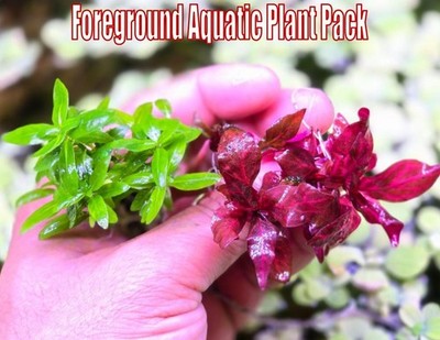 Foreground Aquatic Plant Pack Plant Betta live aquatic plant freshwater fish
