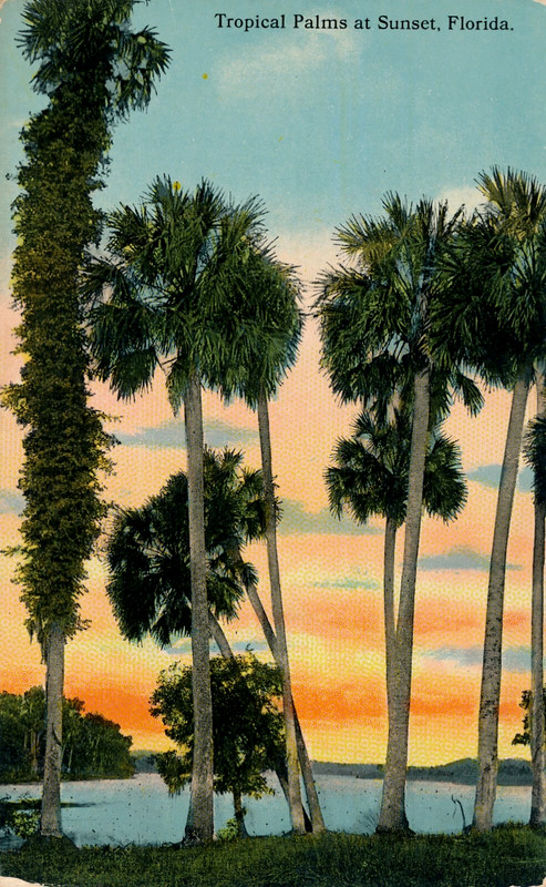 TROPICAL PALMS AT SUNSET, FLORIDA. FL. WATER. FLORIDA ARTISTIC SERIES. DREW-PUB.