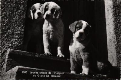CPA AK St-Bernard Puppies DOGS (727401)