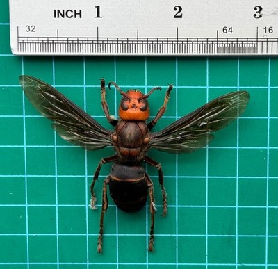 Real Giant Hornet Framed Taxidermy Vespa Mandarinia Shadow Box