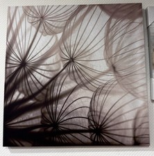 Wandbild Pusteblume Dekoration 60x60cm Keilrahmen Statt 29€