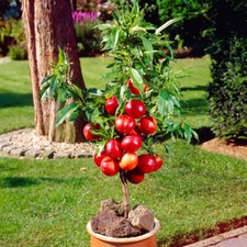 Nectarine Garden Beauty, Patio Fruit Tree Bare Root