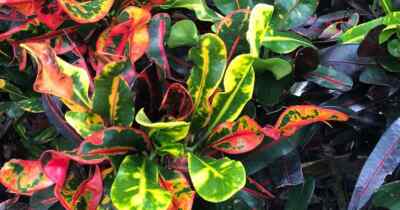 house vine plant Pothos Marble Queen | Epipremnum Marble Queen Pothos Plant in 6” Pot | Easy-Care Potted Houseplants for sale | Trailing Indoor Plants main image 0